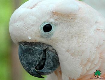 adi, birds, animals HD wallpaper