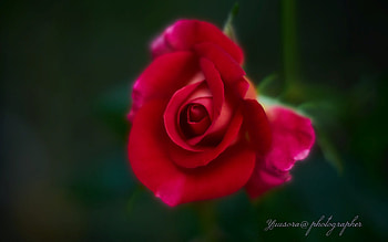 Rose, macro, flower, red HD wallpaper