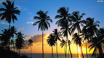 sunset and palm trees, fun, cool, nature, sunset, ocean, beach HD wallpaper
