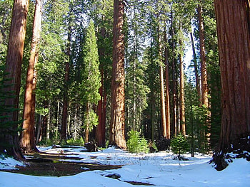 Sequoia National Park, trees, leaves, snow, park HD wallpaper