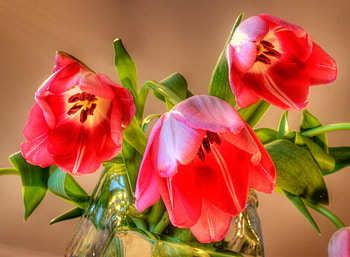 beauty of spring, red, nature, flowers, tulips, spring HD wallpaper