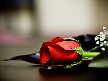 Plants, Flowers, Roses HD wallpaper