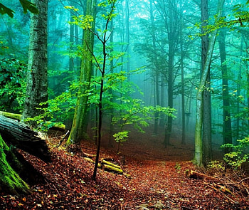 Misty Green, mist, colorful, bright, green, trees, nature, seasons, forest HD wallpaper