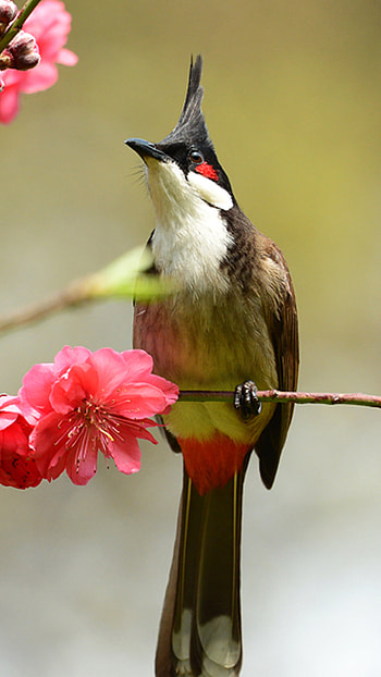 Red-whiskered bulbul, Birds HD phone wallpaper