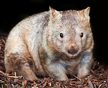 The northern hairy-nosed, Wombats HD wallpaper