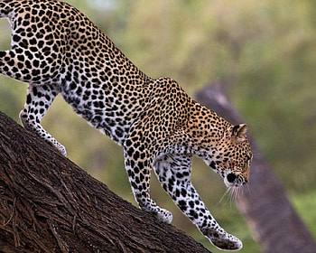 LEOPARDO, animal, felino, fauna, natureza HD wallpaper