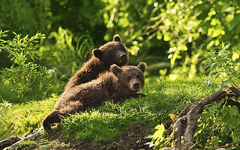 Animals, Bears HD wallpaper