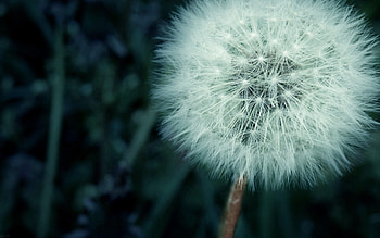 Flower, Macro, Dandelion, Fuzz, Fluff HD wallpaper