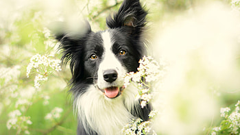 Border collie, border collie, dog, Animal HD wallpaper