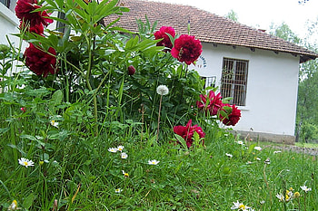 the old school, summer, colorful, old house, flowers, grass HD wallpaper