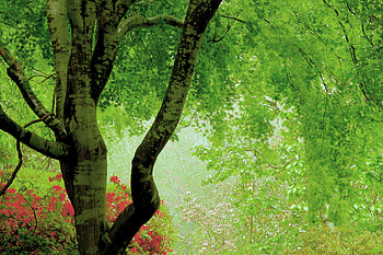 sweet tree, other, trees HD wallpaper