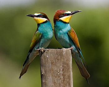 Family dispute, sweet, colorful, birds, sulkiness, cute, beaut HD wallpaper