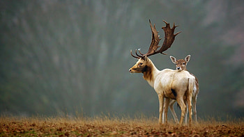 Couple, Reindeers HD wallpaper
