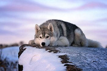 Wolf, winter, beautiful, nature HD wallpaper