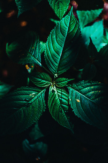 Leaves, Plant, Macro, Surface, Veins HD phone wallpaper