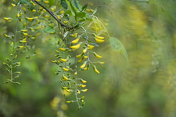 Macro, Bloom, Flowering, Branch, Buds, Acacia HD wallpaper