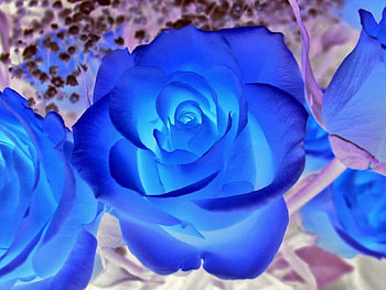 Cool Blue Roses, blue, awesome, cool, flowers, roes HD wallpaper