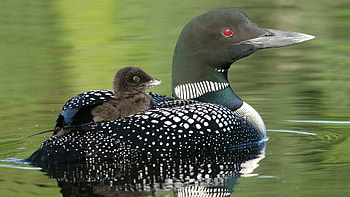 Minnesota loon deaths, West Nile virus HD wallpaper