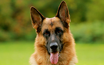 German Shepherd, Animal, Dogs HD wallpaper