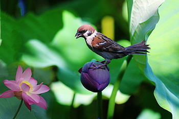 Animals, Flowers, Lilies, Bird, Sparrow HD wallpaper