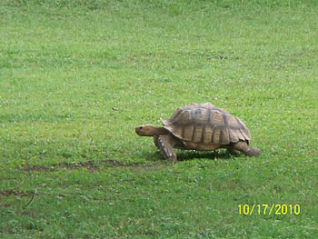 On A Mission, turtle, nature, zoo, animals HD wallpaper