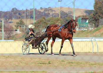 The race is over., finish race, horse, Goulburn, races HD wallpaper