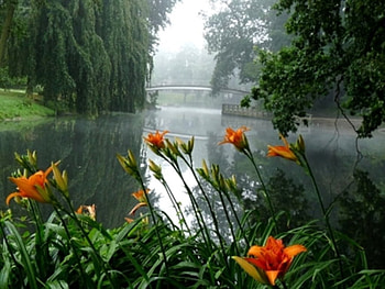 foggy morning, trees, fog, flowers, forest HD wallpaper