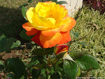 YELLOW BEAUTY, rose, pretty, beauty, yellow HD wallpaper