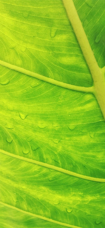 Best , quality, 12 exclusive, Enhanced visuals HD phone wallpaper