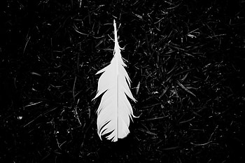 Grass, Feather, Miscellanea, Miscellaneous, Bw, Chb, Pen, Ease HD wallpaper