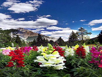 mountain, colorful, sky, flowers HD wallpaper