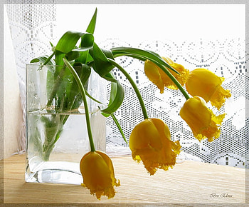 Yellow blooms, hanging, vase, beautiful, lace, tulips, nice, leaves, delicate, yellow, flowers, friendship, blooms, water, clear HD wallpaper