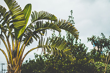 Nature, Palm, Branches, Branch, Trunk HD wallpaper