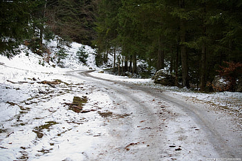 Winter in the forest, winter, white snow, trees, road, nature, seasons, forest HD wallpaper