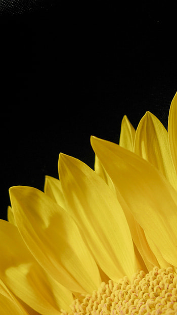 Black And Yellow, Black Yellow, Aesthetic HD phone wallpaper