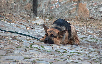Animals, Dogs HD wallpaper