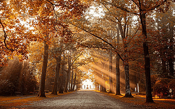 Avenue in Germany, road, alley, avenue, sunbeams, trees, Germany HD wallpaper