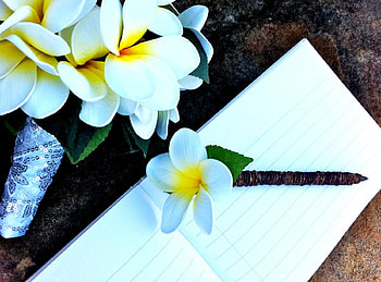 Plumeria, white, wedding, flower, flowers HD wallpaper