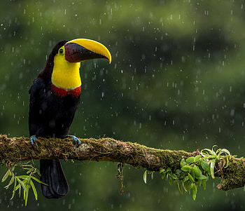 Animals, Bird, Beak, Branch, Color, Toucan, Exotic HD wallpaper
