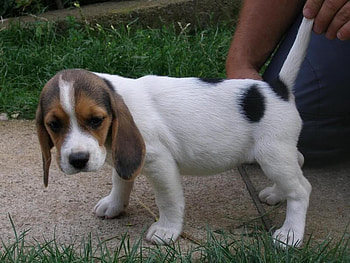 Let go of my Tail, grass, beagle, sidewalk, man HD wallpaper
