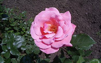 Plants, Flowers, Roses HD wallpaper