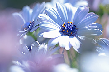 Osteospermum, Flowers, African daisy, White, Blur HD wallpaper