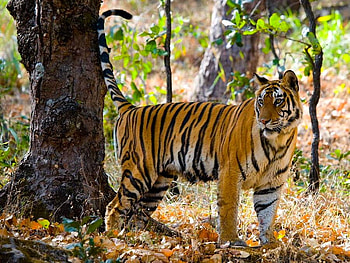Tiger, cool HD wallpaper