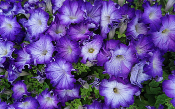 Plants, Flowers HD wallpaper