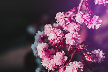 Close-up of vibrant pink cherry blossoms in full bloom during spring. HD wallpaper