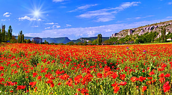 Sunny puppy field, rays, sunny, glow, beautfiul, poppies, carlet, sunshine, dazzling, meadow, country, rocks, summer, pretty, field, freshness, sky, lovely HD wallpaper