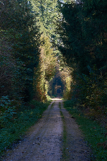 Alley, Nature, Trees, Road, Forest HD phone wallpaper