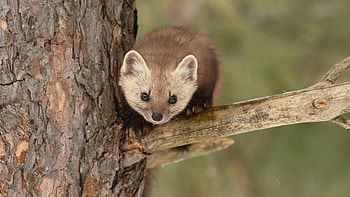 Marten, cute, animal, tree HD wallpaper