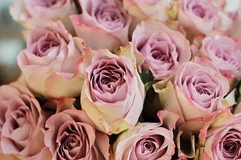 Bouquet, roses, flowers HD wallpaper
