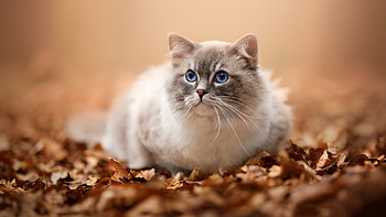 Blue Eyes Ragdoll Cat Is Sitting On Dry Leaves In Blur Background Cat HD wallpaper